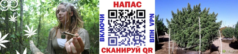 Конопля MAZAR Сосногорск